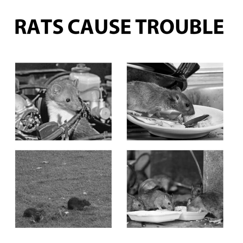 MoonSpry Mouse Repellent Pills: Long-Lasting Household Rodent Control for Indoor Pest Deterrent - Image 4